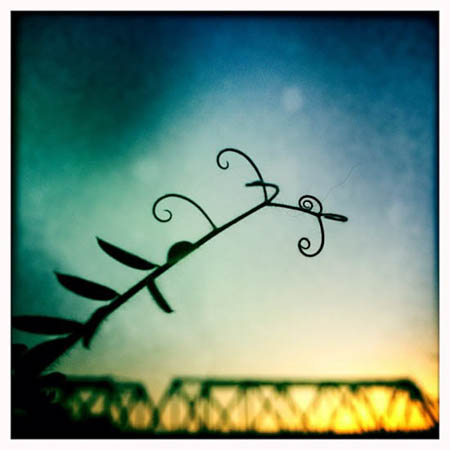 VETCH REACH by Allyson Seconds